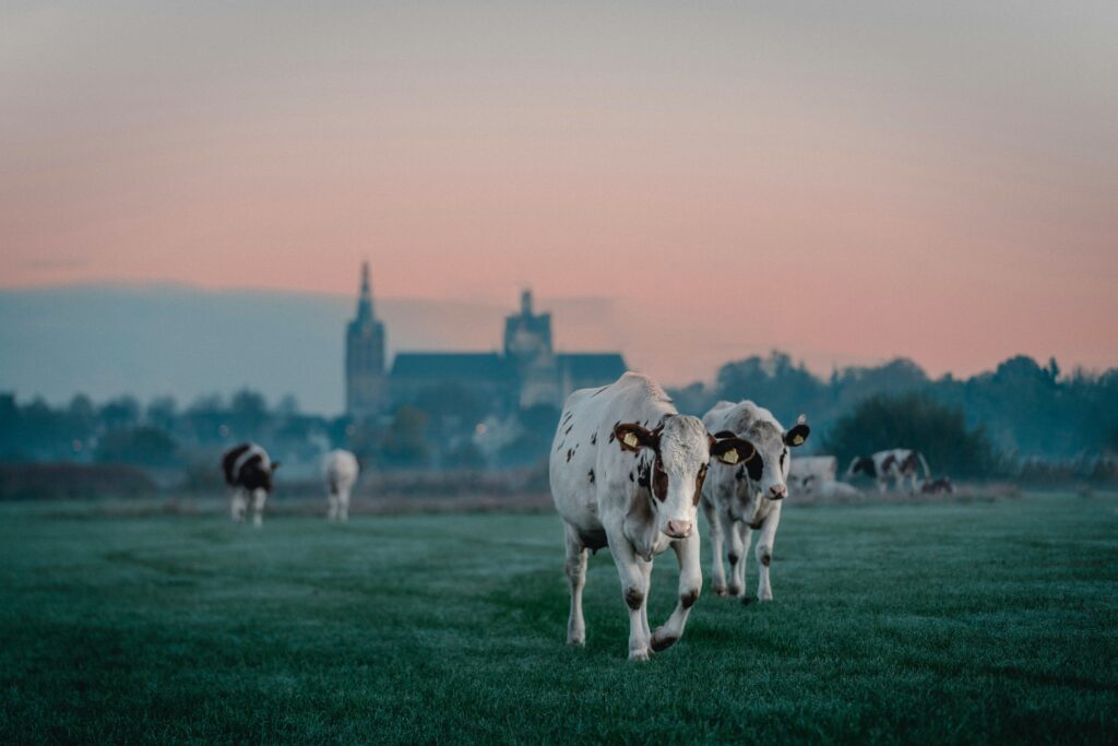 Leprino Europe: When Bacteria and Fungi Get Together, the World Gets Interesting