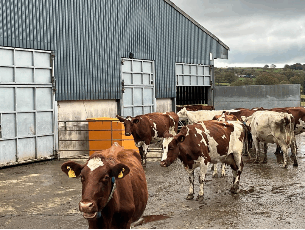 Leprino Europe: Lean Management in Dairy Farming